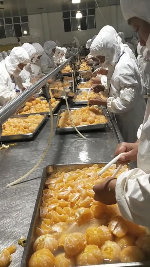 豐島食品廠桔子分揀車間的精細(xì)化管理與農(nóng)產(chǎn)品加工升級