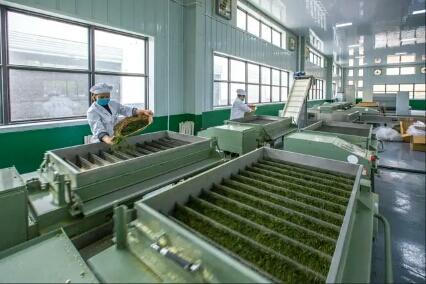 魅力茶鄉再添金字招牌 平昌青芽茶榮膺國家地理標志證明商標